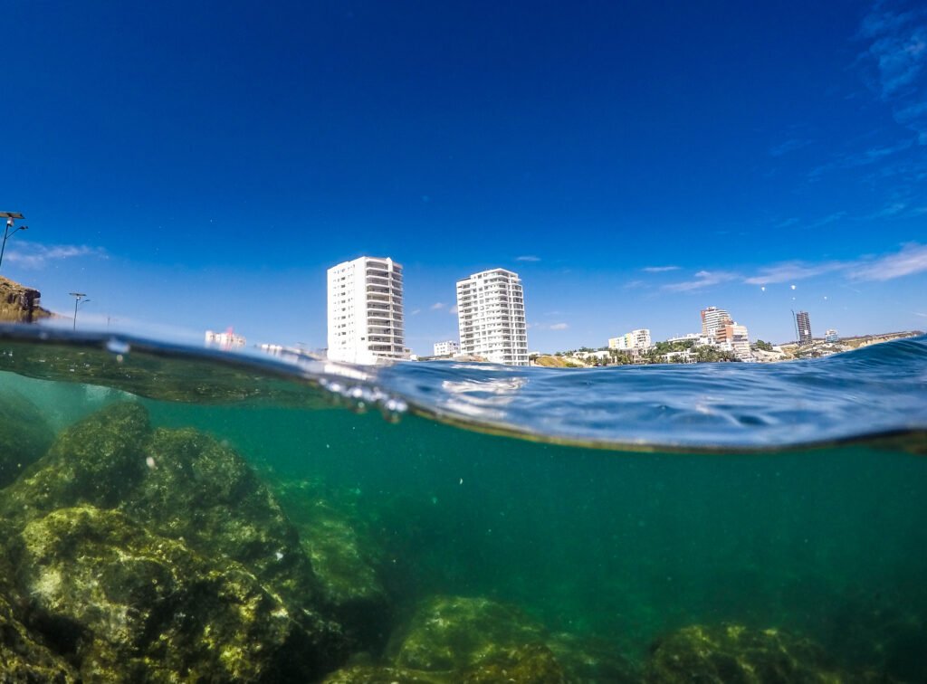 Manta from the water