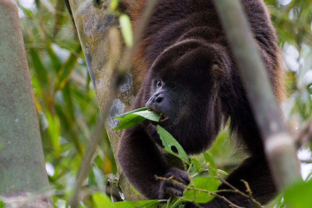 Howler Monkey eating on a Tree at Pacoche Forrest. Manta, Ecuador