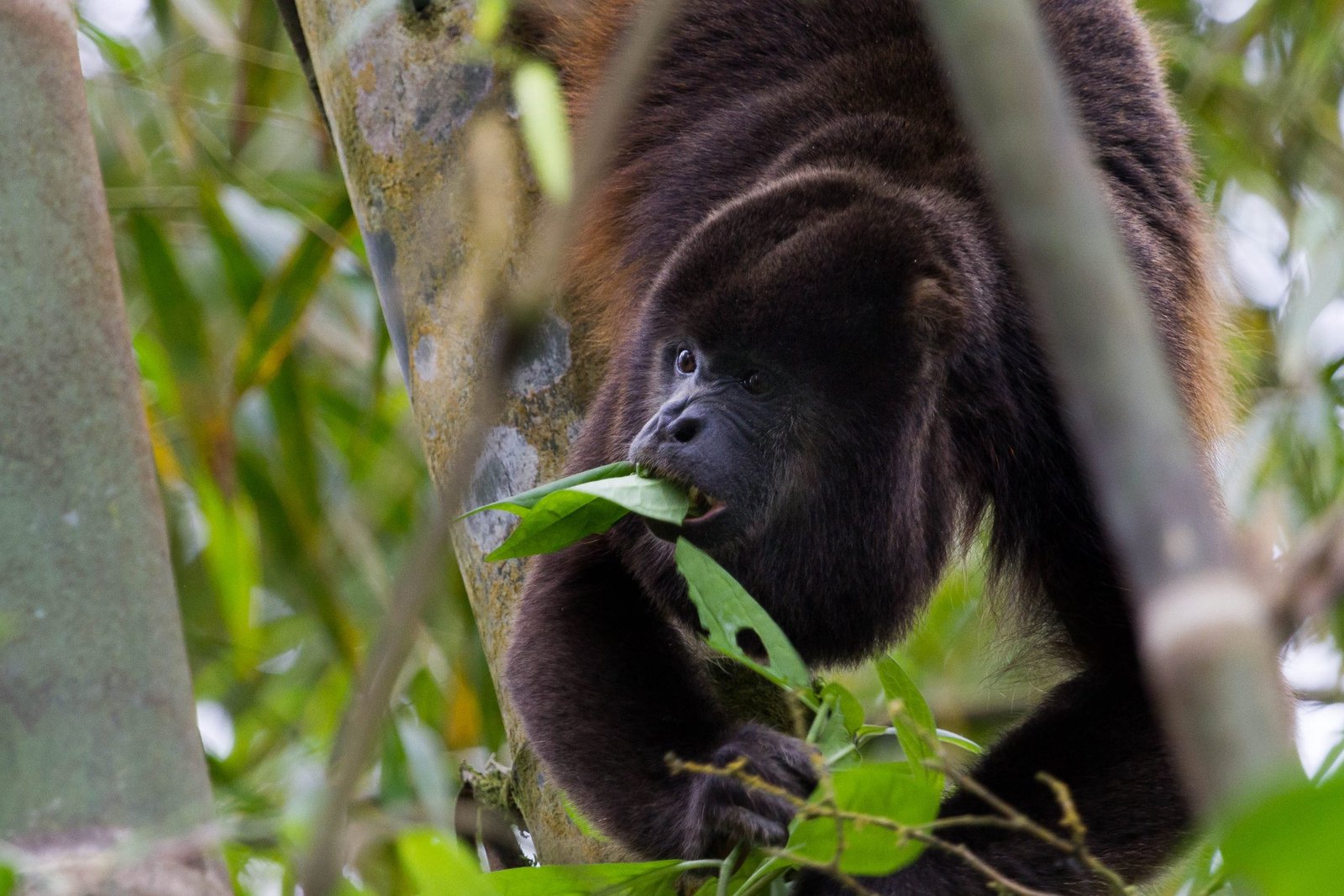 Howler Monkey Eating Leaves at Pacoche Forest