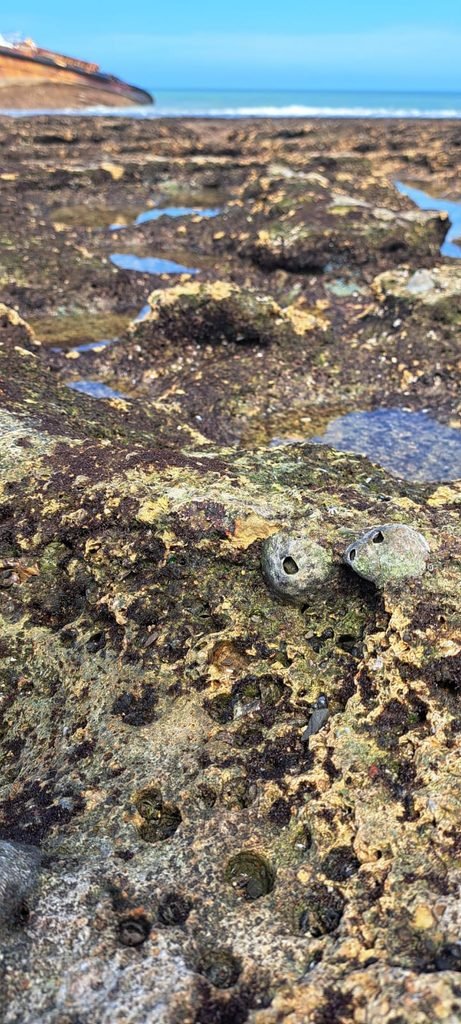 Rocky Reef With barnacles