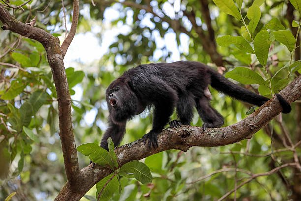Howler Monkey at Pacoche Forest